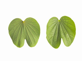 Close-up green leaves of Butterfly Tree (Phanera purmurea) isolated on white background, other names include Orchid tree, Phuple bauhinia, camel's foot and Hawaiian orchid tree.