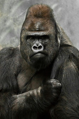 Portrait of a powerful dominant male gorilla , stern face and powerful arm.