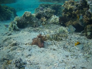 Octopus bizarrely changes colour and texture while hunting in the Red Sea, Marsa Alam, Egypt