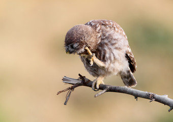 Close-up portraits of a young little owl sitting on a branch on a beautifully blurred background.