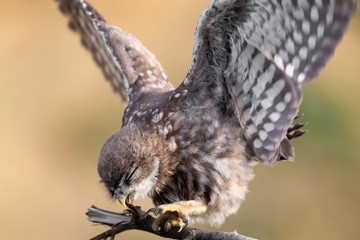 Close-up portraits of a young little owl sitting on a branch on a beautifully blurred background.