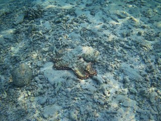 Octopus bizarrely changes colour and texture while hunting in the Red Sea, Marsa Alam, Egypt