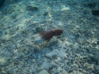 Fototapeta premium Octopus bizarrely changes colour and texture while hunting in the Red Sea, Marsa Alam, Egypt