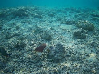 Octopus bizarrely changes colour and texture while hunting in the Red Sea, Marsa Alam, Egypt