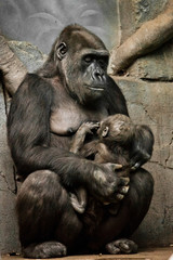 Fototapeta na wymiar Gorilla monkey mother nurses her little baby infant, cute scene