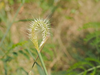 Close-up curve shape of grass on branch with green nature blurred background.