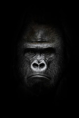 face  in the dark. Portrait of a powerful dominant male gorilla , stern face. isolated black background. - 302895839