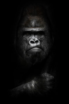 face and powerful hand in the dark. Portrait of a powerful dominant male gorilla , stern face and powerful arm. isolated black background.