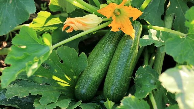 Farmer harvests ripe zucchini on the plantation on summer sunny day.
