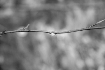 Ast mit einem Tropfen Wasser (black and white)
