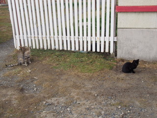 Cats playing at the border of Argentina and Chile