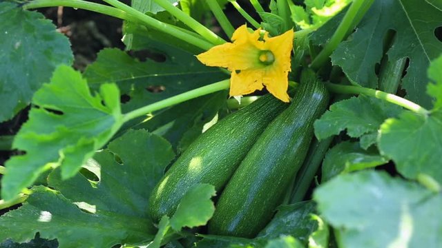 Harvest zucchini on the field on summer sunny day. 