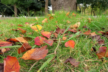 桜の枯れ葉散る公園風景