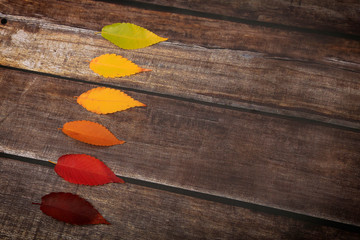 Leaves with fall color gamut on dark wooden background