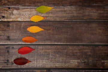 Leaves with fall color gamut on dark wooden background