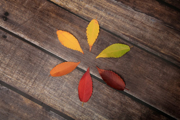 Leaves with fall color gamut on dark wooden background