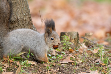 Naklejka na ściany i meble Squirrel in the autumn park