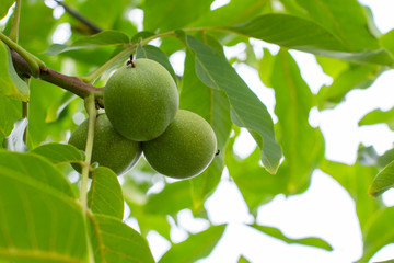 Green unripe fruits of a walnut hanging on a branch. Natural walnut tree with three green peanuts in the peel, fresh nature. Walnut fruit food