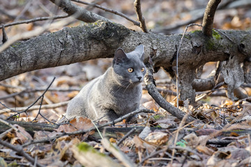 cat Russian blue