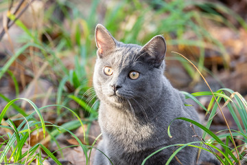 cat Russian blue