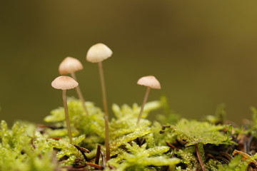 pilze