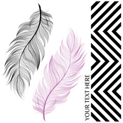 Feather. Vector Feathers isolated on white background