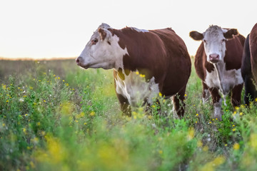 Cows in the Argentine countryside,Pampas,Patagonia,Argentina