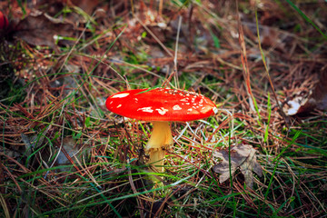 Red Amanita muscaria fungi mushroom in autumn forest