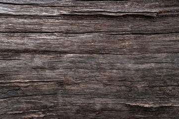 Wet wood background. Texture of the old wet nerve.