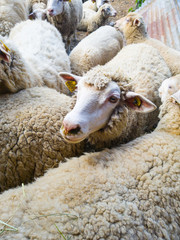 flock of sheep