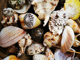 sea shells texture