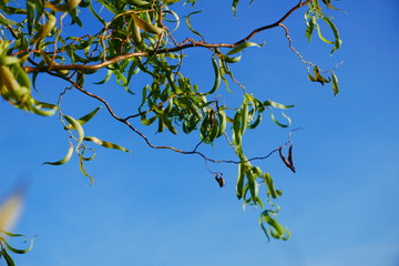 branch with green leaves on background of blue sky