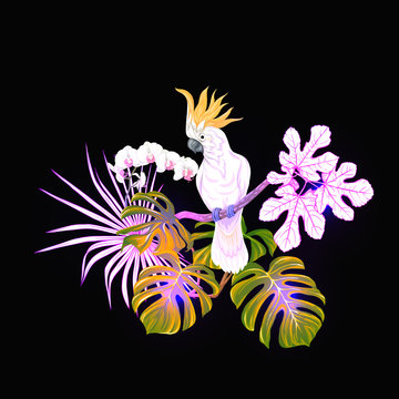 white cockatoo perched on branch, tropical clip art preview