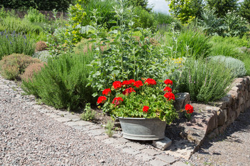 Vintage Gartenbau: Bauerngarten mit roten Geranien in einer alter Metallwanne gepflanzt umgeben von...