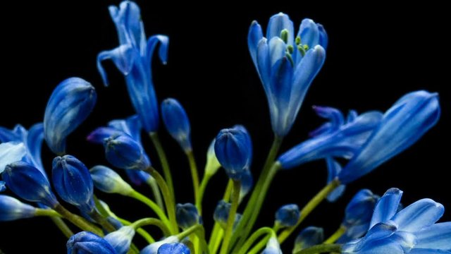 Agapanthus is commonly known as the Nile lily, time lapse of blooming flower on a black background.