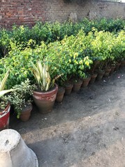 plants in pots