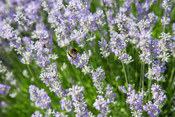 Natur- und Artenschutz: Hummel mit netzartigen Flügeln im Lavendelfeld beim Sammeln von Pollen