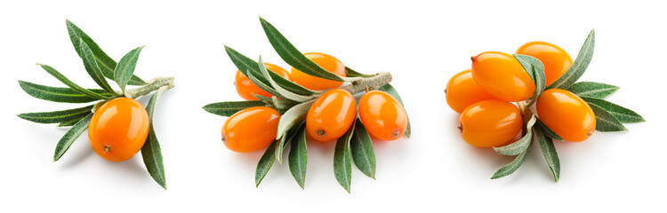 Buckthorn isolated. Sea-buckthorn on white background. Buckthorn branch with leaves.