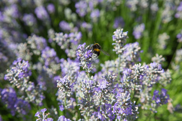 Natur- und Artenschutz: Eine Hummel beim Sammeln von Nektar in einer lila Lavendelblüte