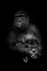 Zelfklevend Fotobehang worried mother is a threat from the outside. Gorilla monkey mother  nurses her little baby infant, cute scene. isolated black background. © Mikhail Semenov