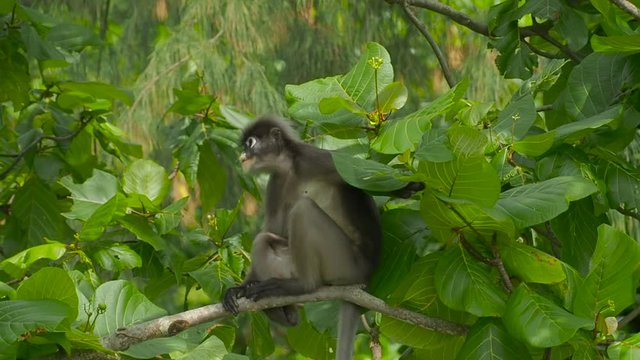 Dusky Leaf Monkey close-up, Railay Beach, Krabi, Thailand