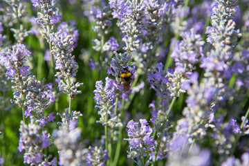 Natur- und Artenschutz: Hummel beim Sammeln von Pollen im lila Lavendelfeld