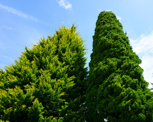 Two thuja trees, blue sky. Landscaping