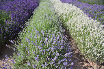 Gartenbau: Feld mit Reihen von lila und weissem Lavendel