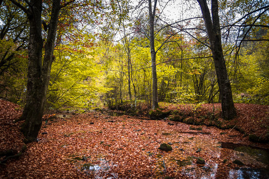 Small river covered with fallen leaves at autumn. River Grza near the Paracin in Serbia.