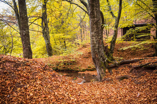 Small river covered with fallen leaves at autumn. River Grza near the Paracin in Serbia.