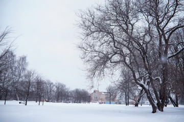 Winter forest landscape. Tall trees under snow cover. January frosty day in the park.
