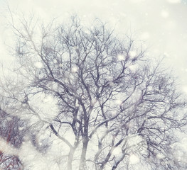 Winter forest landscape. Tall trees under snow cover. January frosty day in the park.