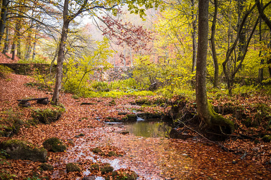Small river covered with fallen leaves at autumn. River Grza near the Paracin in Serbia.