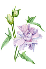 watercolor illustration, botanical painting, peony flower